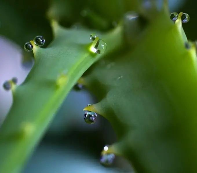 Cómo enraizar el aloe