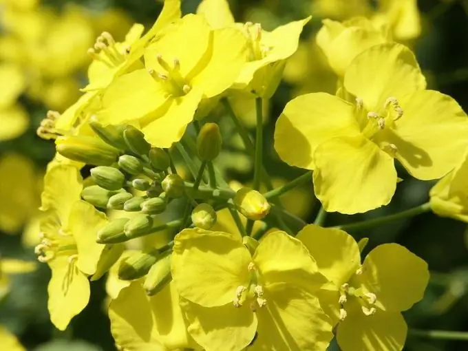 How to grow rapeseed