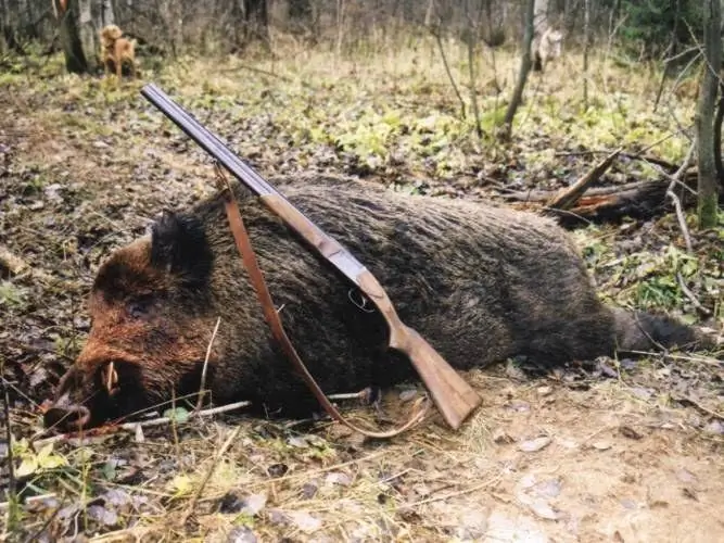 Ako sa volá poľovník bez preukazu, ktorý porušuje zákon