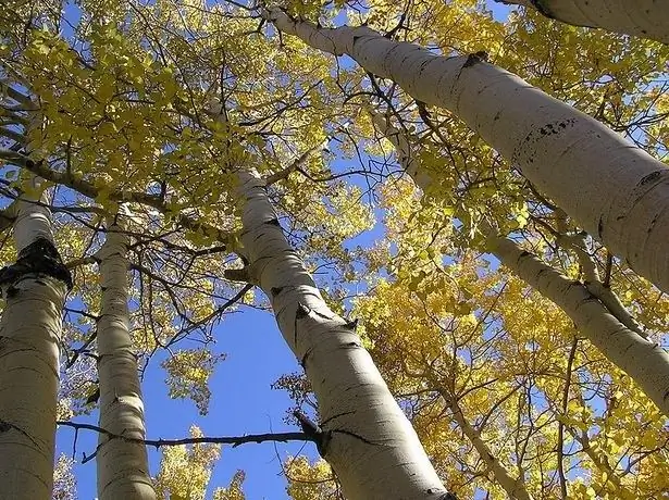 Tremble: à quoi ressemble cet arbre