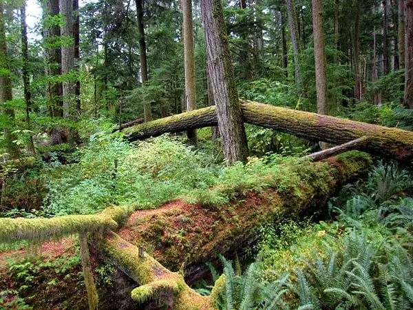 Bos als natuurgebied