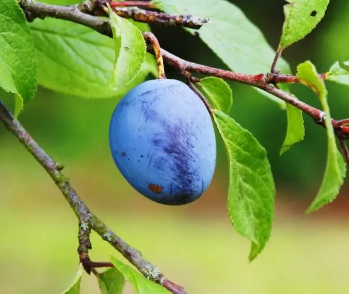 Cara memangkas plum