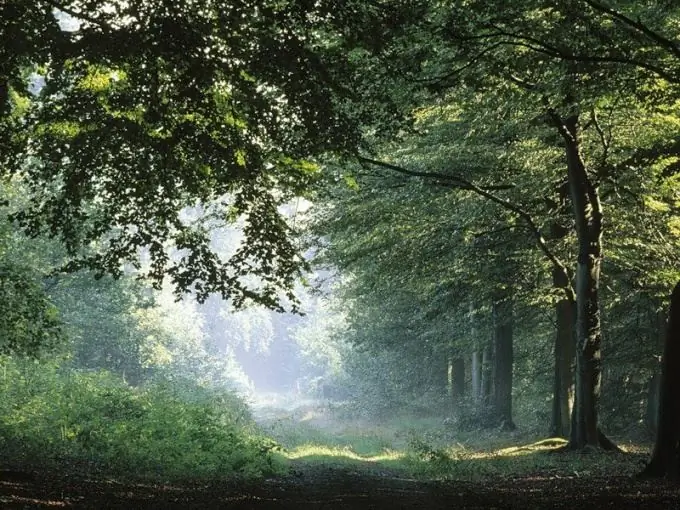 Perché servono gli alberi?