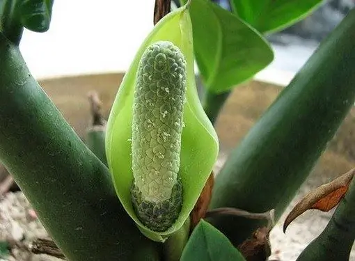 O florescimento de zamiokulkas, mesmo na natureza, não acontece com frequência