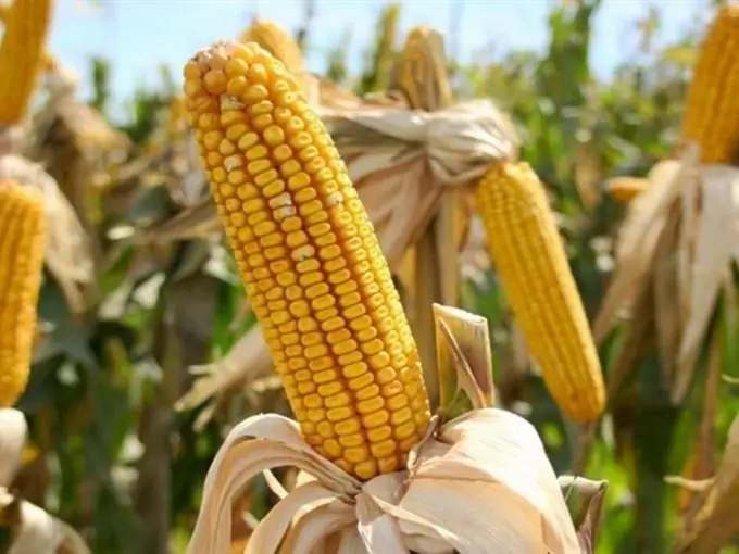 How to tell the difference between feed corn