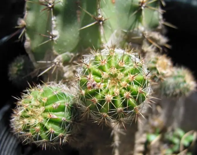 Yog cacti edible