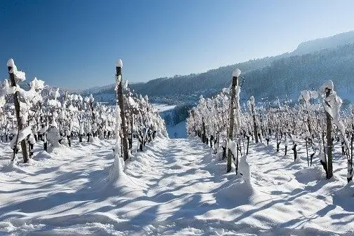 Wie man Pflanzen im Winter bedeckt