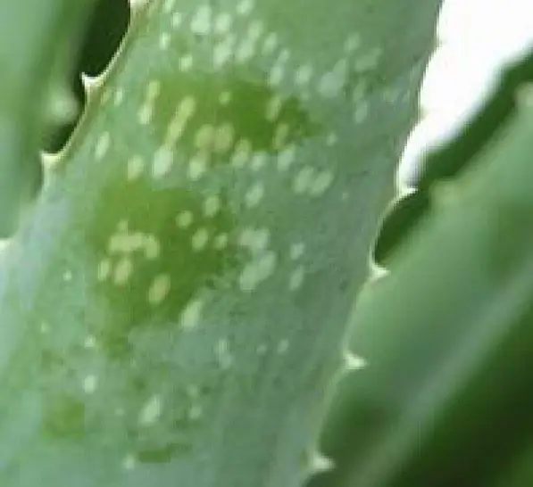 What types of aloe are there