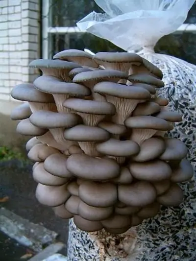 How to make oyster mushroom mycelium