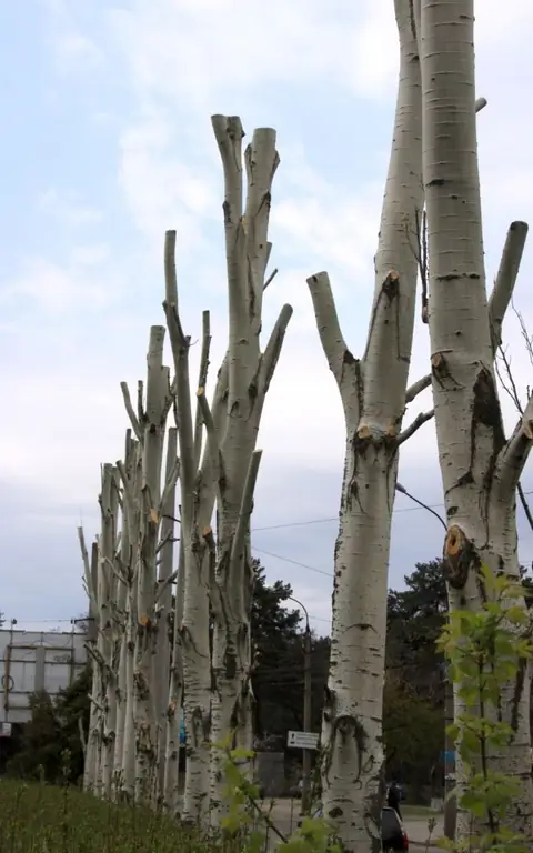 Wie entwurzelt man einen Baum