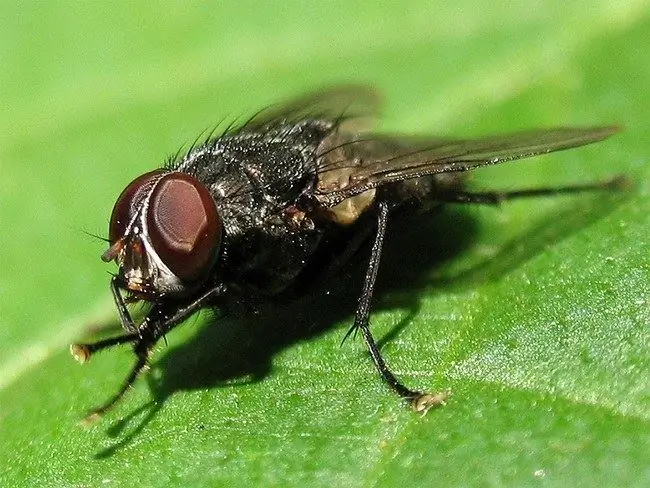 Onde as moscas e os mosquitos desaparecem no inverno