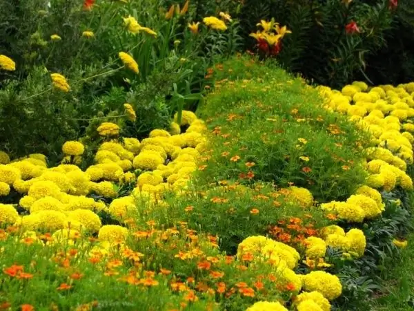 Marigolds bir çox bağbanın ən sevdiyi illikdir