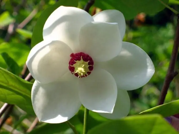 Hoe magnolia bloeit