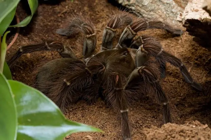 Goliat tarantula är den största spindeln i världen