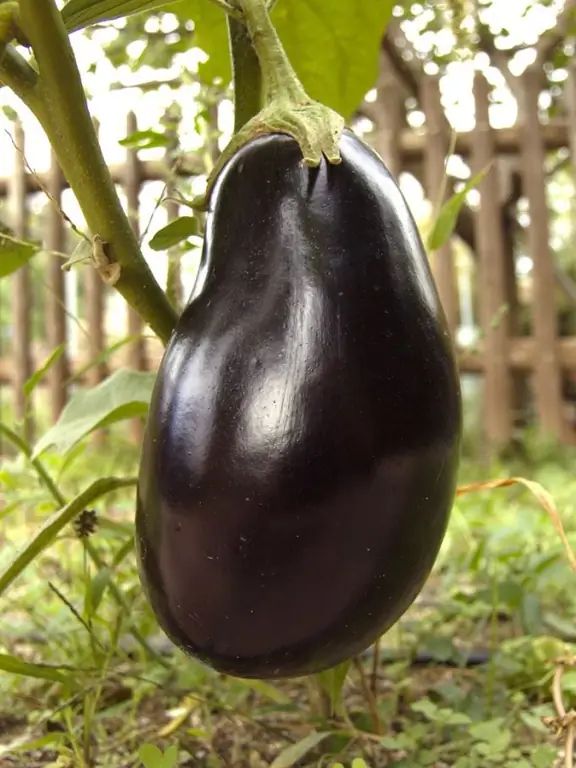 Hvordan vanne aubergine