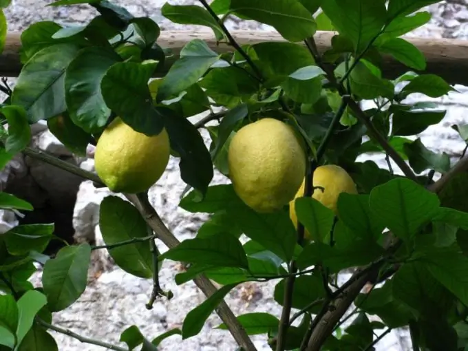 How lemon blooms