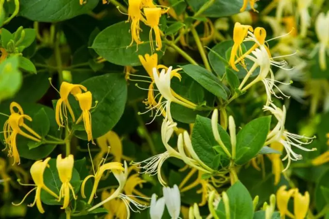 Blooming honeysuckle honeysuckle