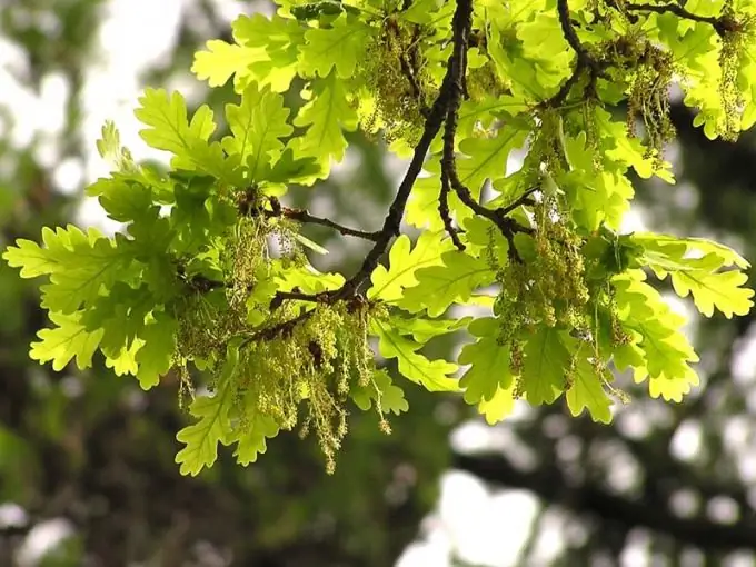 Come fiorisce la quercia