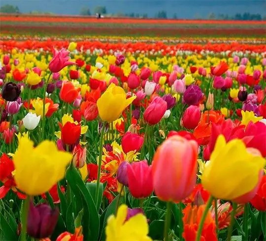 Les tulipes séduisent par leur spontanéité et leur abondance de couleurs