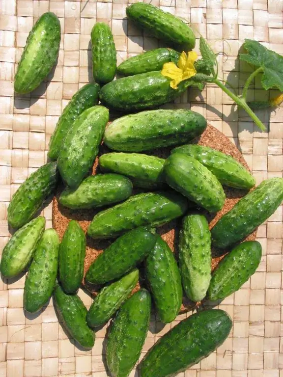 How to grow a good harvest of cucumbers