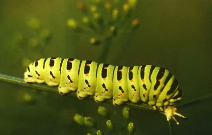 Caterpillar