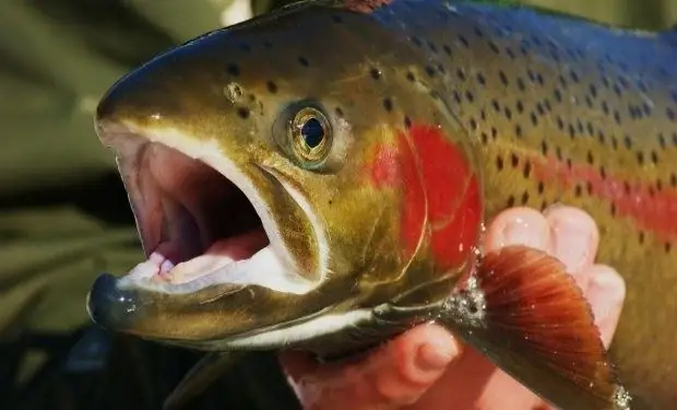 Pourquoi le poisson-bougie est-il ainsi nommé ?