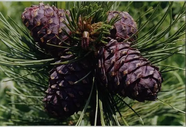 Kā saplaisāt priežu riekstus