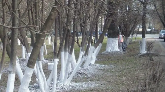 Perché gli alberi sono imbiancati?