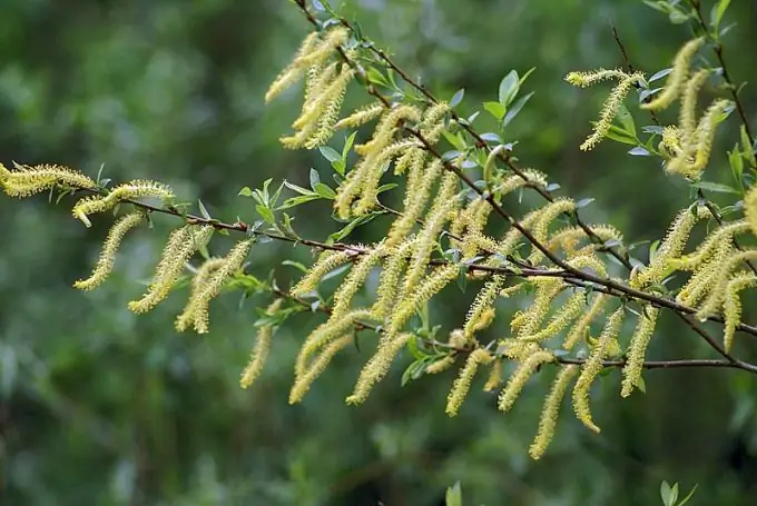 fiore di salice