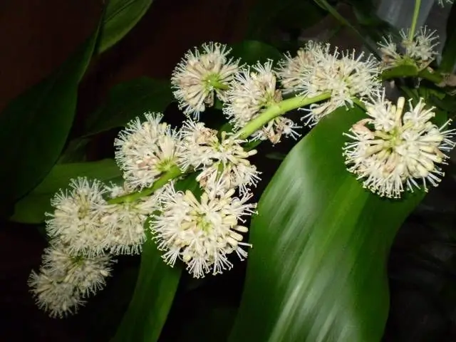 Jinsi dracaena blooms