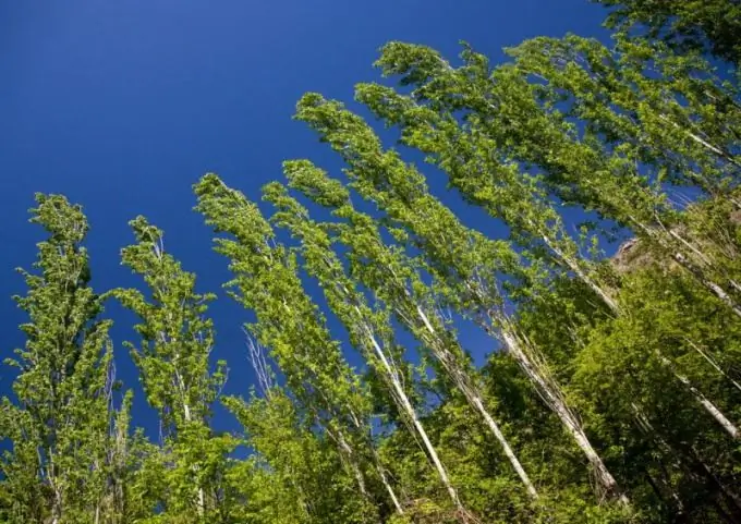 Quin arbre creix més ràpidament