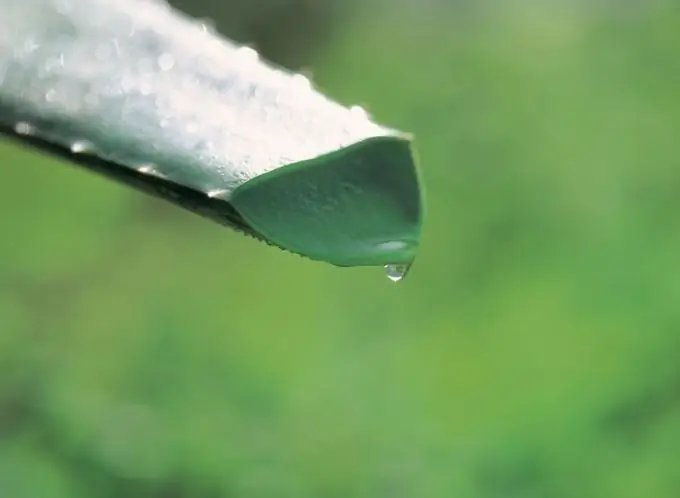 Comment conserver le jus d'aloès