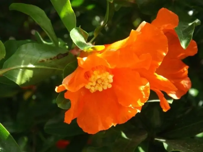 Blooming pomegranate - a painting worthy of the artist's brush