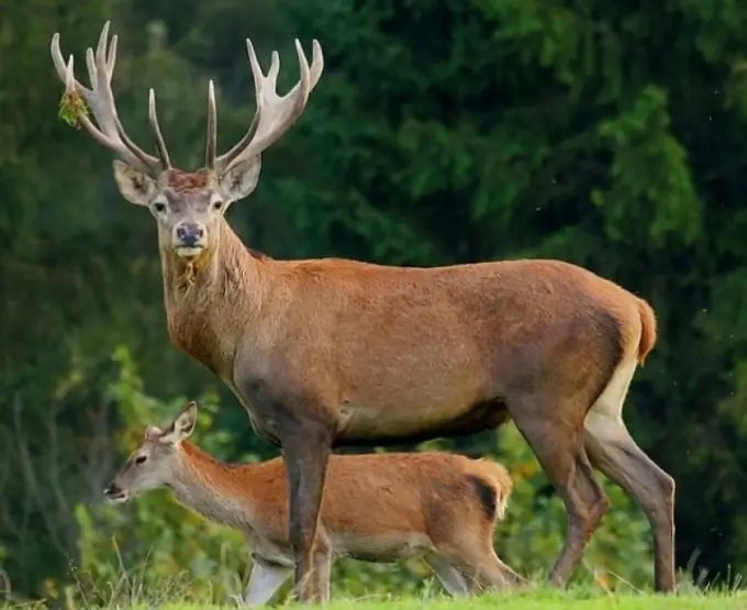 Altai maral