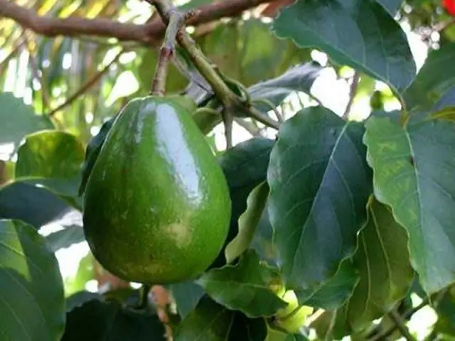 Cara menanam avacado dari biji