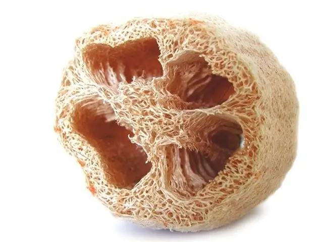 Loofah ምንድነው