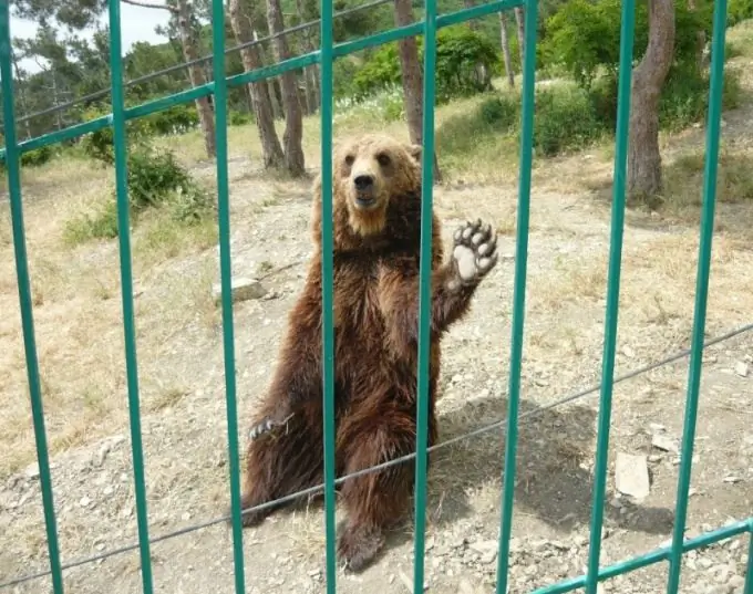 Quando aprirà il Safari Park nella regione di Mosca?