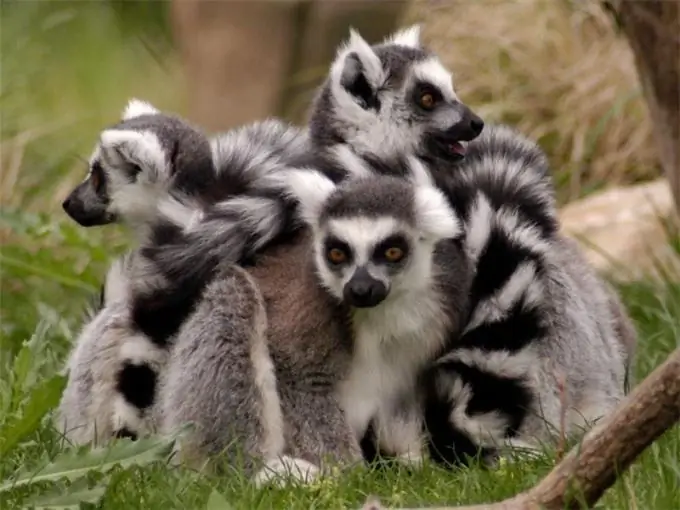 lemur cincin