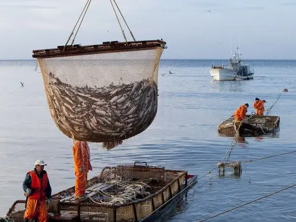 Industrielt fiskeri