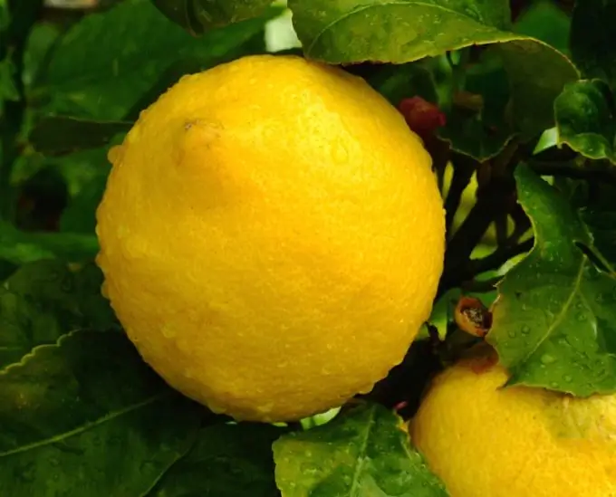 How to grow lemon on a windowsill