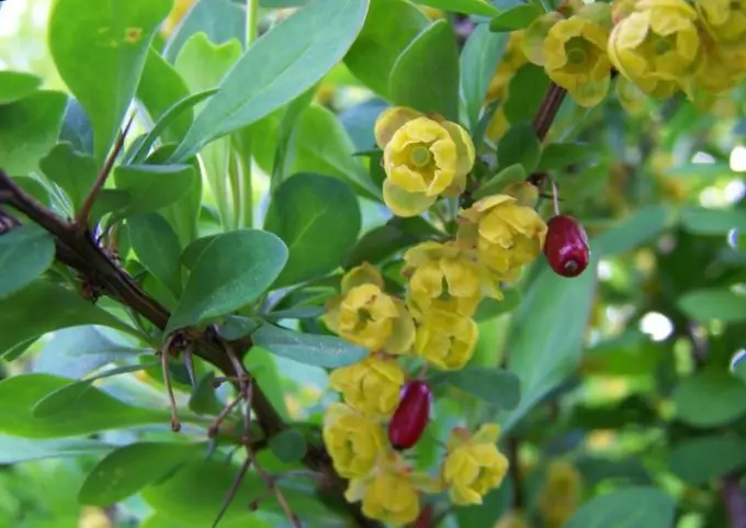 Flores e frutos de bérberis