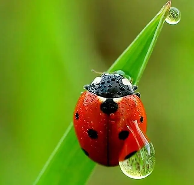 Come ottenere la profondità di campo